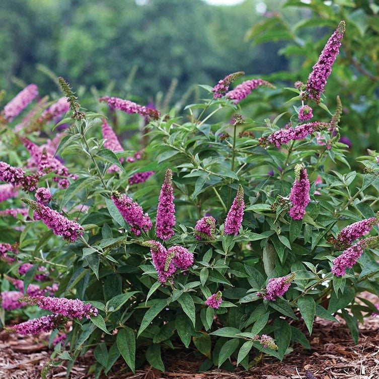 BUDDLEIA X LO & BEHOLD® PINK MICRO CHIP / PINK MICRO CHIP BUTTERFLY BUSH