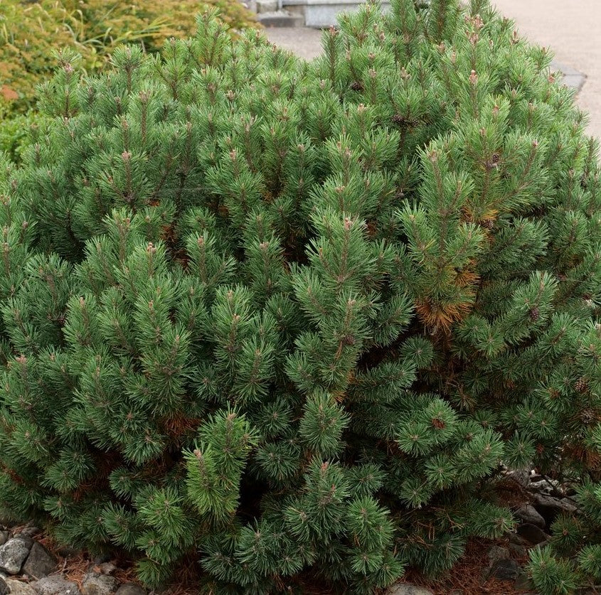 PINUS MUGO VAR. PUMILIO / DWARF MUGO PINE