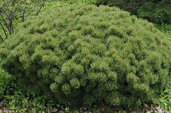 PINUS MUGO SLOWMOUND / SLOWMOUND MUGO PINE