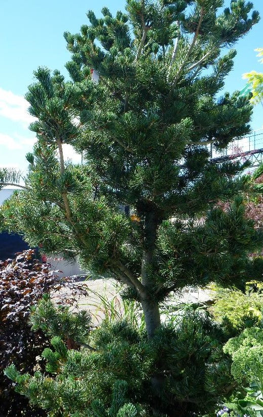 PINUS PARVIFLORA GLAUCA / JAPANESE WHITE PINE