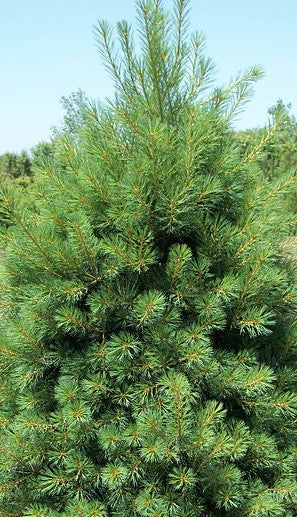 PINUS STROBUS / EASTERN WHITE PINE