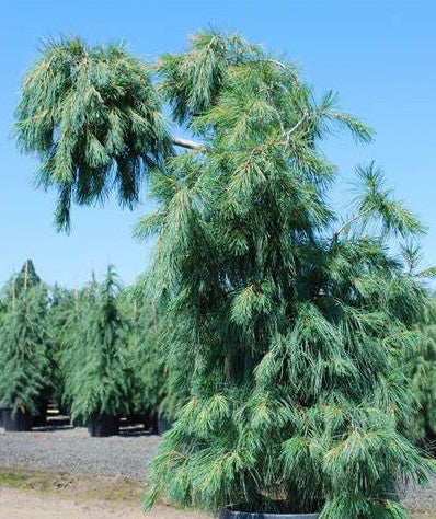 PINUS STROBUS PENDULA / WEEPING EASTERN WHITE PINE