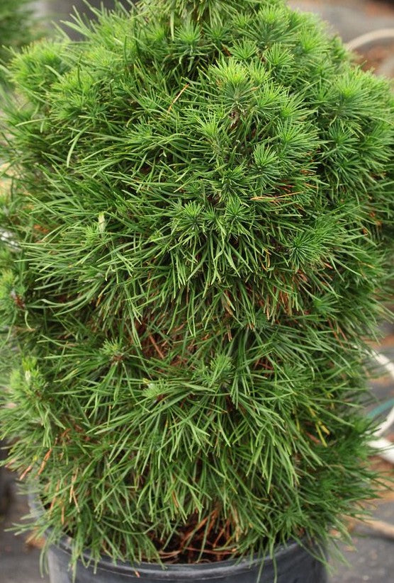 PINUS SYLVESTRIS GREEN PENGUIN / GREEN PENGUIN SCOTS PINE