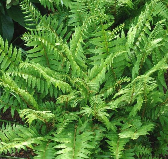 POLYSTICHUM ACROSTICHOIDES / CHRISTMAS FERN
