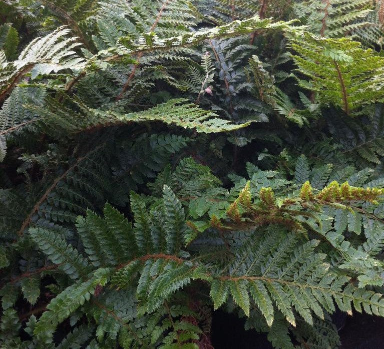 POLYSTICHUM POLYBLEPHARUM / JAPANESE TASSEL FERN