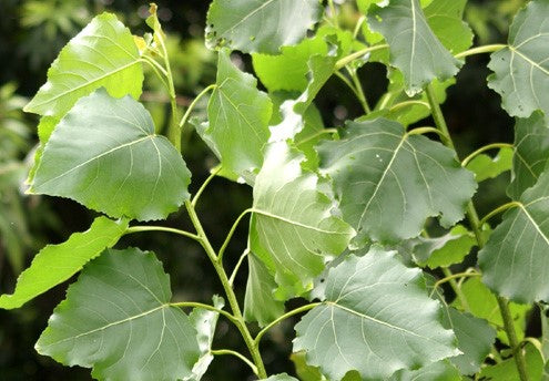 POPULUS DELTOIDES / EASTERN COTTONWOOD