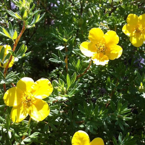 POTENTILLA FRUTICOSA GOLDFINGER / GOLDFINGER CINQUEFOIL