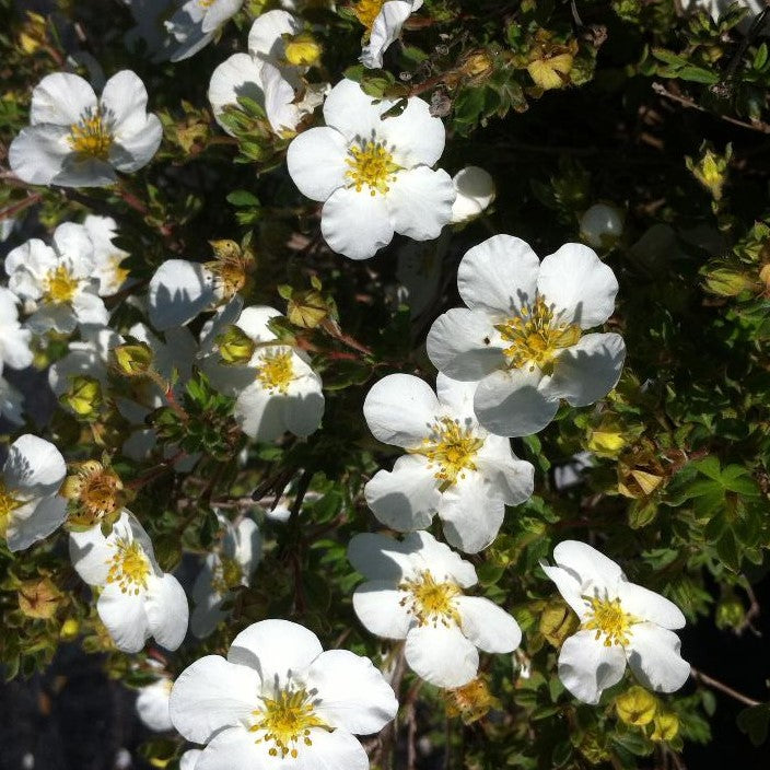 POTENTILLA FRUTICOSA ABBOTSWOOD / ABBOTSWOOD CINQUEFOIL