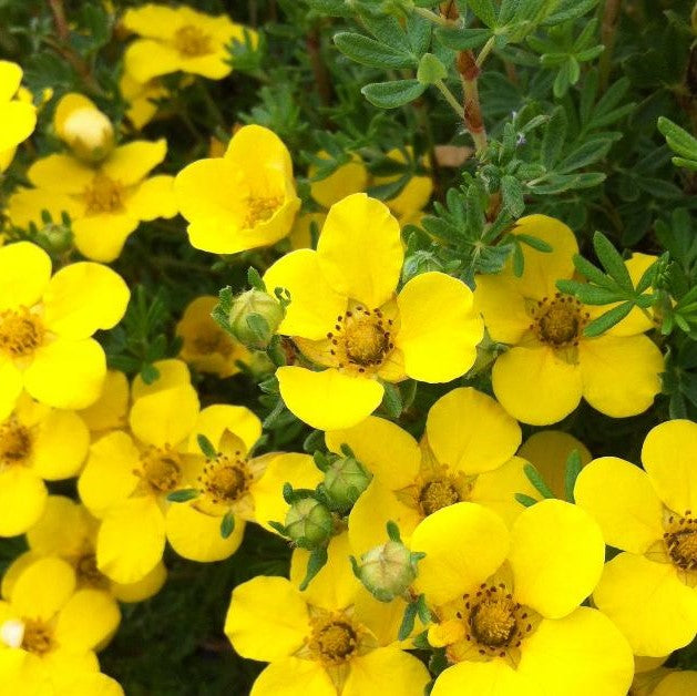 POTENTILLA FRUTICOSA FARRERI / GOLDDROP CINQUEFOIL