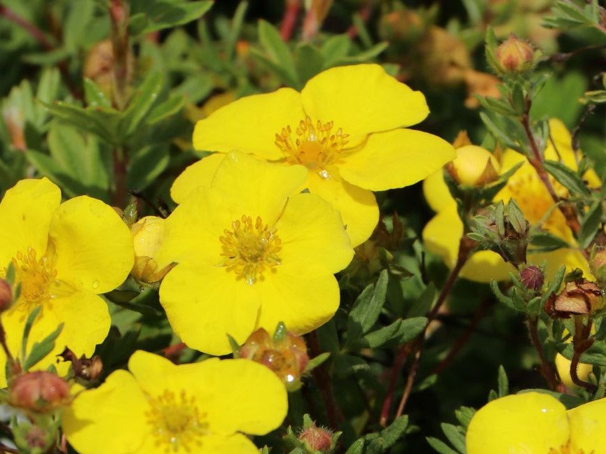 POTENTILLA FRUTICOSA GOLDSTAR / GOLDSTAR CINQUEFOIL