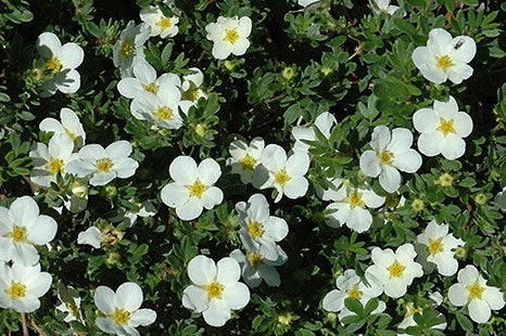 POTENTILLA FRUTICOSA MCKAY&