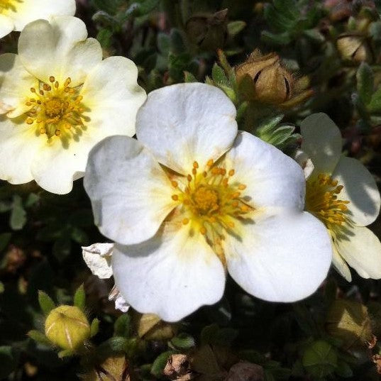 POTENTILLA FRUTICOSA PRIMROSE BEAUTY / PRIMROSE BEAUTY CINQUEFOIL