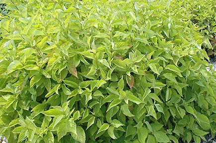 CORNUS ALBA PRAIRIE FIRE (AUREA) / PRAIRIE FIRE DOGWOOD