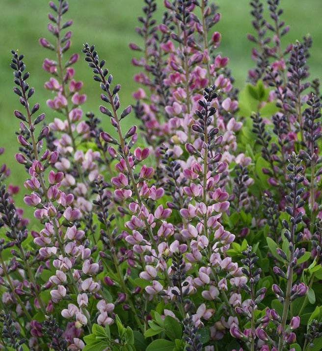 BAPTISIA X PINK TRUFFLES / FALSE INDIGO