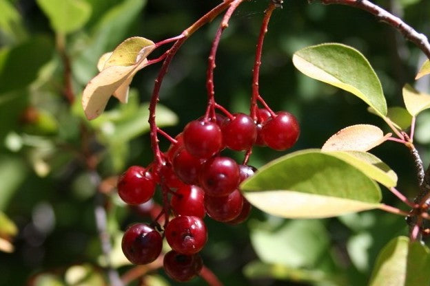 PRUNUS VIRGINIANA / COMMON CHOKECHERRY