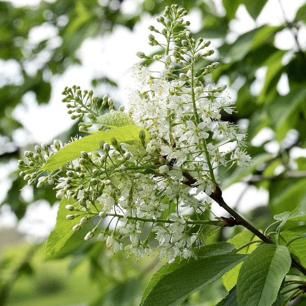 PRUNUS VIRGINIANA / COMMON CHOKECHERRY