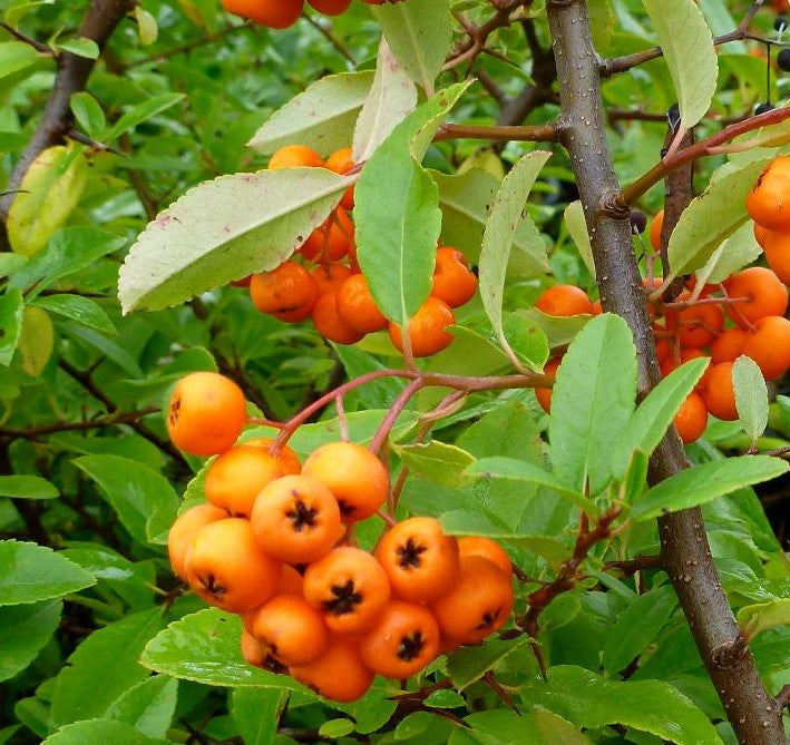 PYRACANTHA ANGUSTIFOLIA YUKON BELLE® / YUKON BELLE® PYRACANTHA