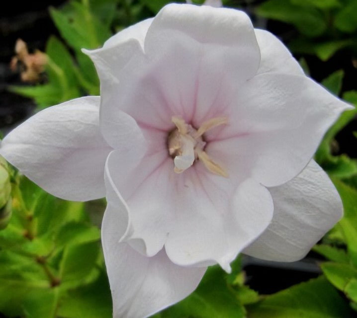 PLATYCODON GRANDIFLORUS ASTRA PINK / BALLOON FLOWER
