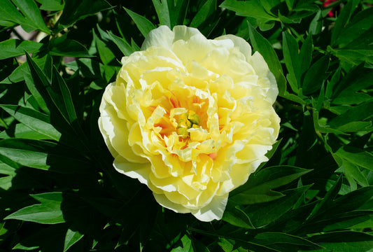 PAEONIA ITOH BARTZELLA / INTERSECTIONAL PEONY