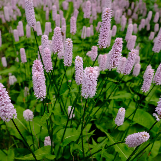 PERSICARIA BISTORTA SUPERBA / FLEECE FLOWER