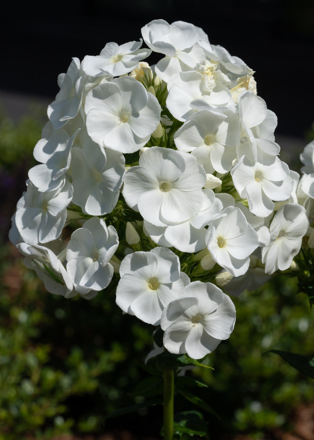 PHLOX PANICULATA BLUE FLAME™ / BLUE FLAME™ PHLOX