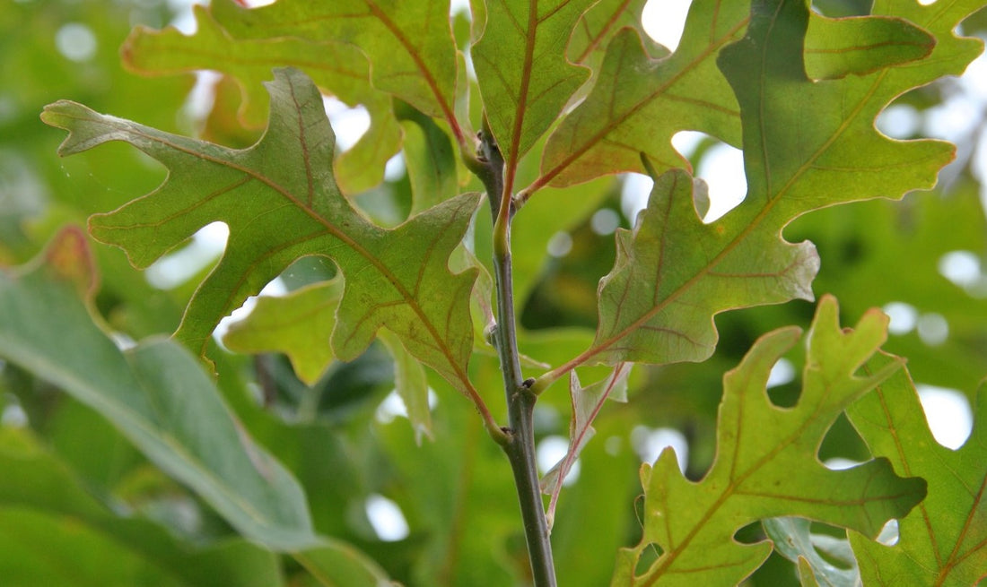 QUERCUS ALBA / WHITE OAK