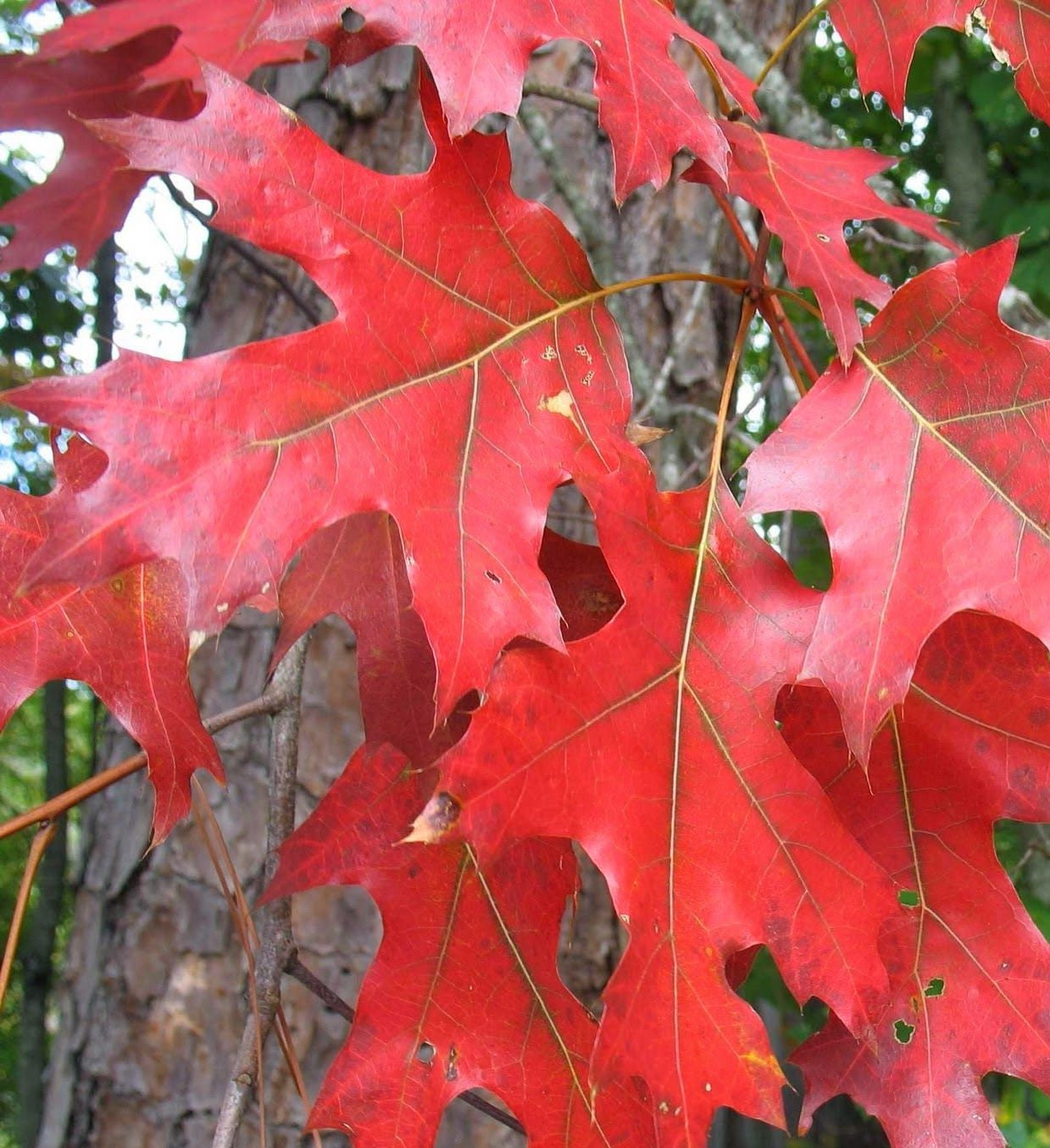 QUERCUS RUBRA / RED OAK