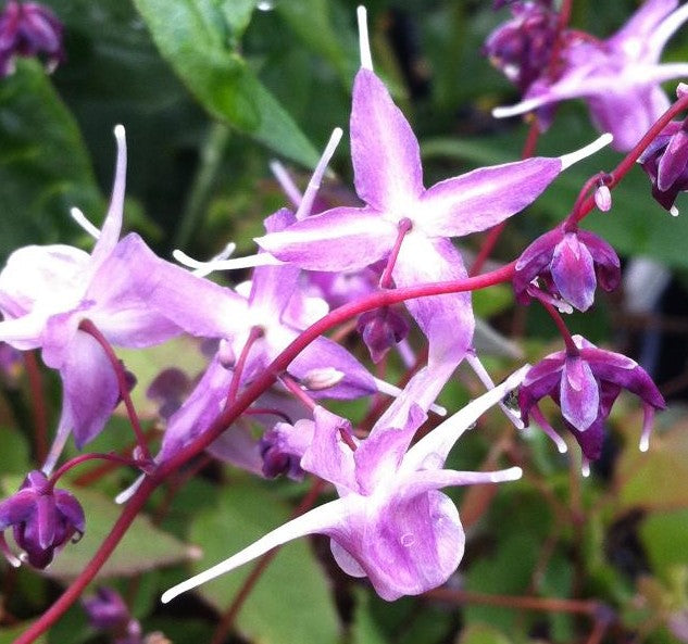 EPIMEDIUM GRANDIFLORUM LILAC FAIRY / BARRENWORT