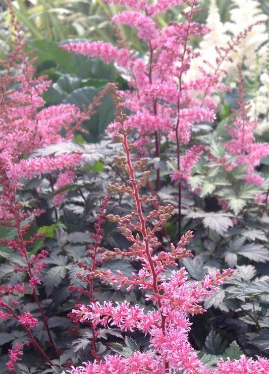 ASTILBE SIMPLICIFOLIA KEY WEST / DWARF ASTILBE