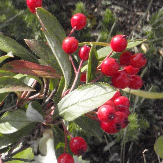 ARONIA ARBUTIFOLIA BRILLIANTISSIMA / RED CHOKEBERRY