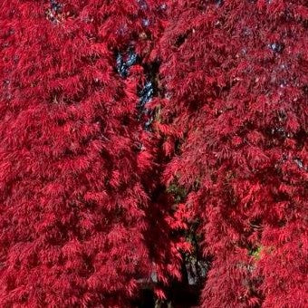 ACER PALMATUM DISSECTUM INABA SHIDARE / RED SELECT JAPANESE MAPLE