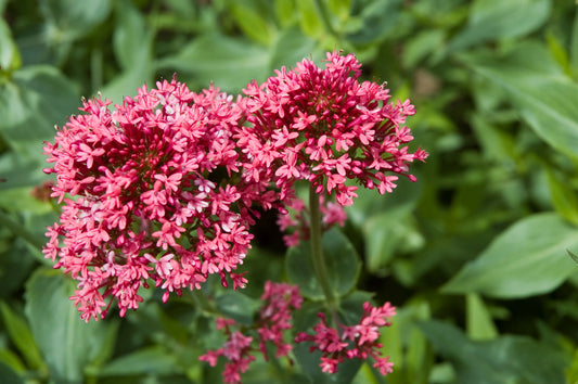 CENTRANTHUS RUBER / RED VALERIAN