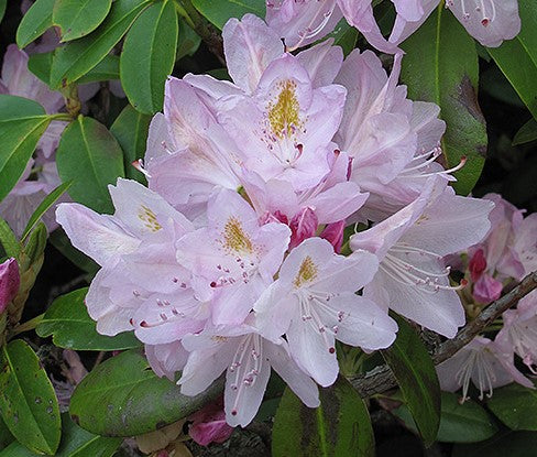 RHODODENDRON CATAWBIENSE ALBUM / ALBUM RHODODENDRON