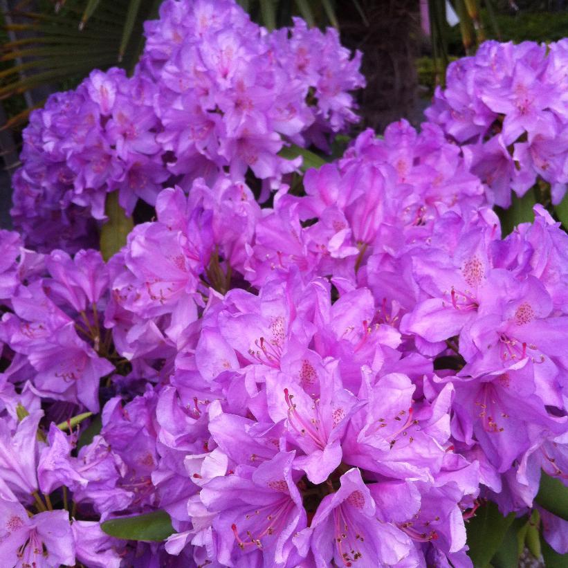 RHODODENDRON CATAWBIENSE BOURSAULT / BOURSAULT RHODODENDRON