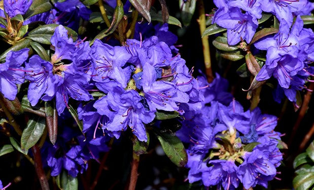 RHODODENDRON BLUE BARON / BLUE BARON RHODODENDRON