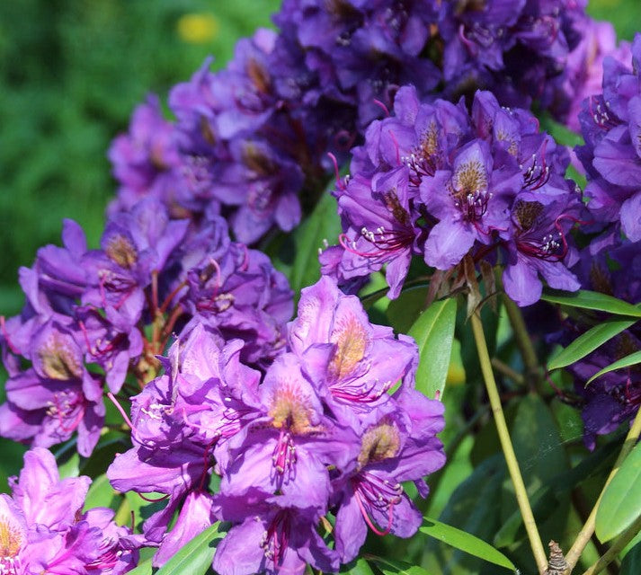 RHODODENDRON FLORENCE PARKS / FLORENCE PARKS RHODODENDRON