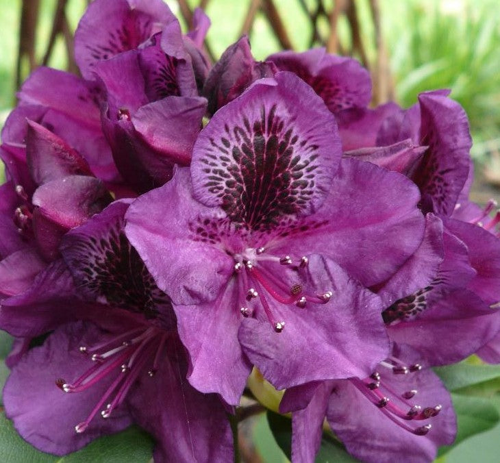RHODODENDRON LEE&