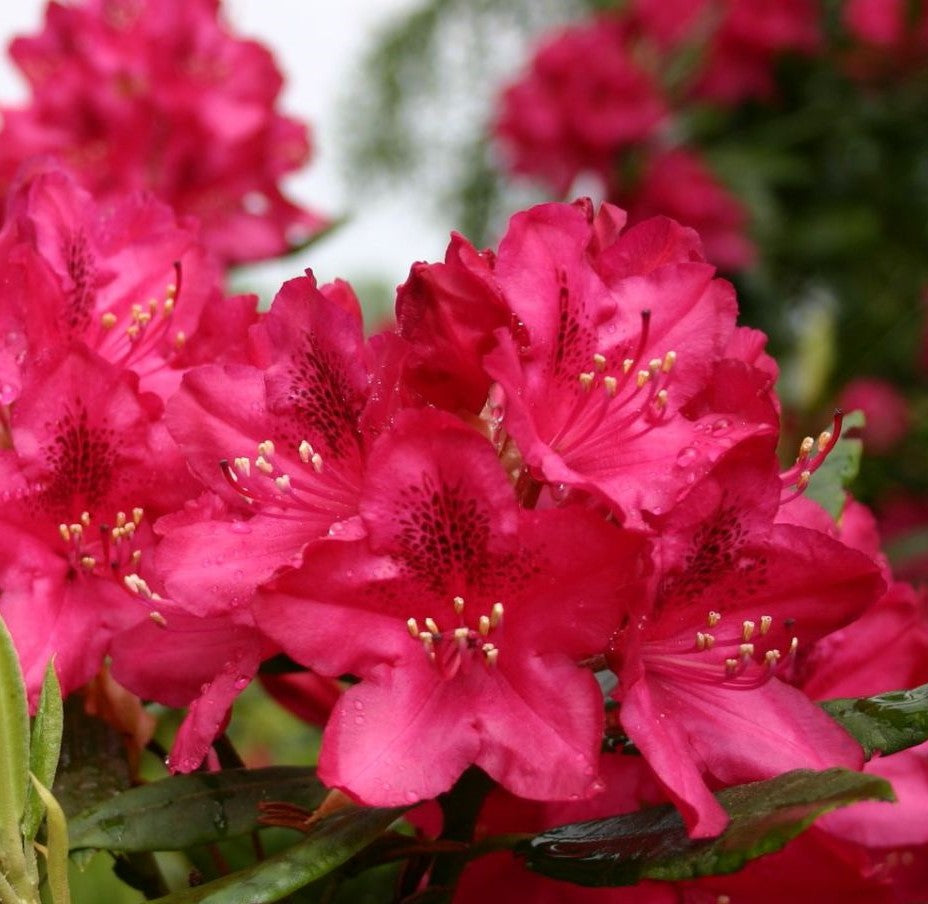RHODODENDRON NOVA ZEMBLA / NOVA ZEMBLA RHODODENDRON