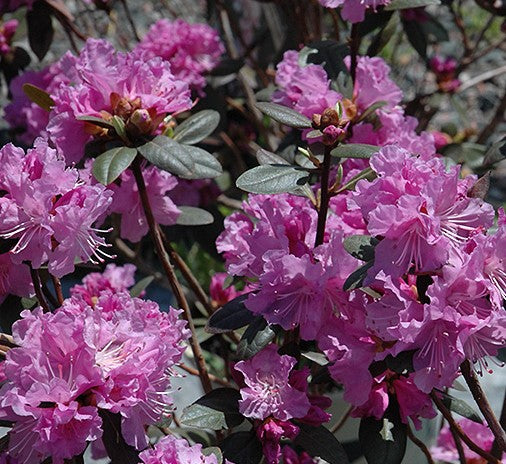 RHODODENDRON P.J.M. ELITE / P.J.M. ELITE RHODODENDRON