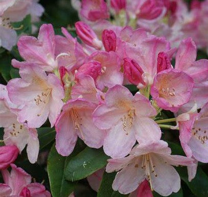 RHODODENDRON PERCY WISEMAN / PERCY WISEMAN RHODODENDRON