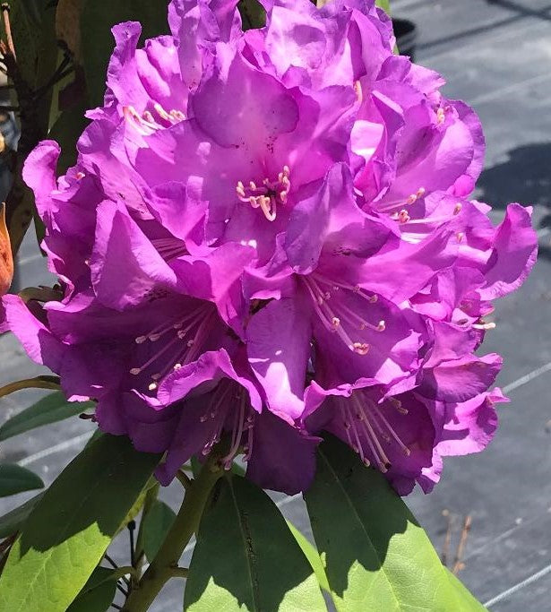 RHODODENDRON PURPLE PASSION / PURPLE PASSION RHODODENDRON