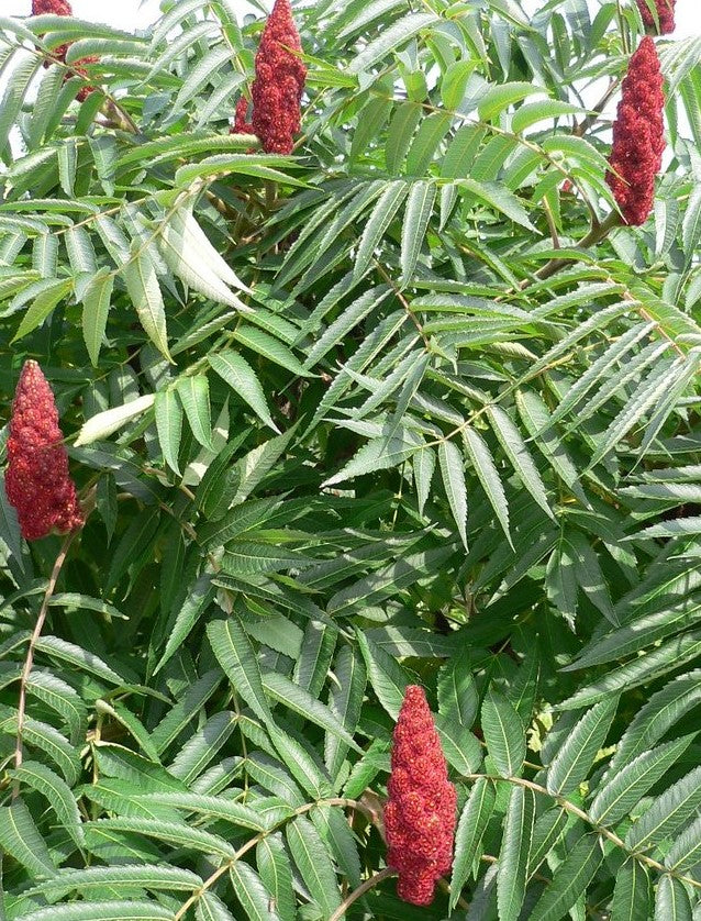 RHUS TYPHINA / STAGHORN SUMAC