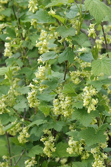 RIBES AMERICANUM / WILD BLACK CURRANT
