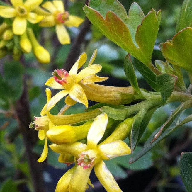 RIBES AUREUM / GOLDEN CURRANT