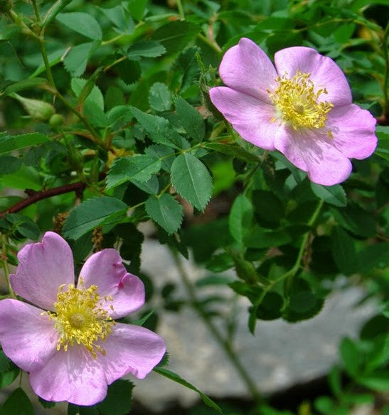 ROSA CAROLINA / PASTURE ROSE