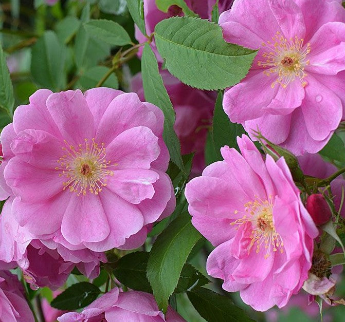 ROSA PALUSTRIS / SWAMP ROSE
