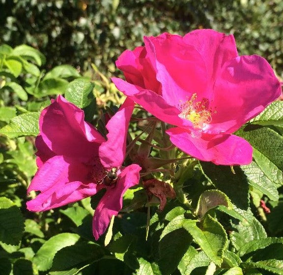 ROSA RUGOSA / RUGOSA ROSE