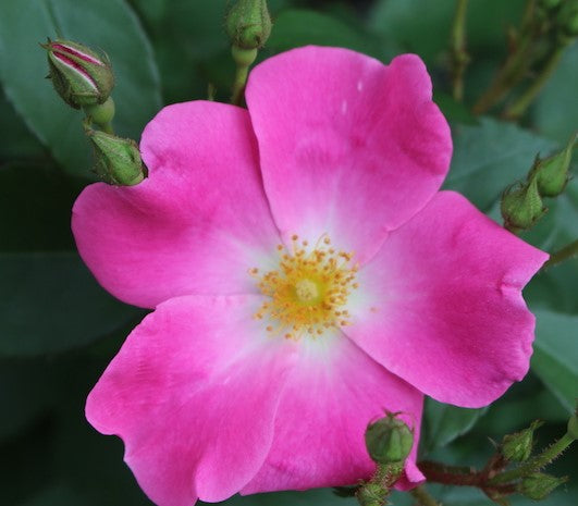 ROSA RUGOSA NEARLY WILD / NEARLY WILD ROSE