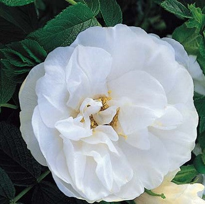 ROSA BLANC DOUBLE DE COUBERT / BLANC DOUBLE DE COUBERT ROSE