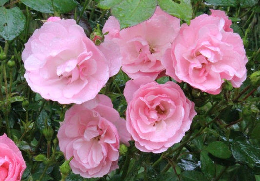 ROSA BONICA 82 / BONICA 82 ROSE